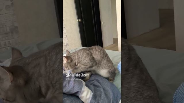 ЧЁ ЭТО ТЫ УДУМАЛ? 🤣🤣🤣 #shorts смотреть онлайн