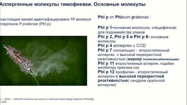 Молекулярная аллергодиагностика смотреть онлайн