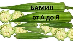 Бамия от а до я.