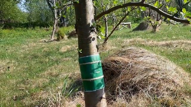 Как использовать ловчие пояса в саду смотреть онлайн