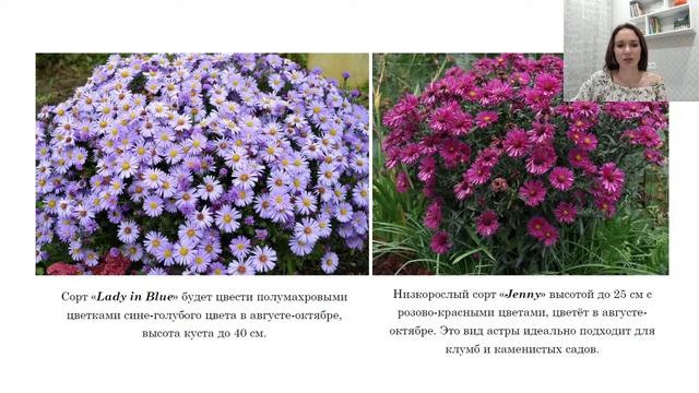 Цветочное чаепитие. Астры смотреть онлайн