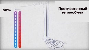 Биомиметика: Лапка чайки