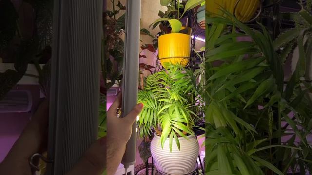 Вам знакома проблема: цветы занимают пол, а места на подоконнике уже не хватает? смотреть онлайн