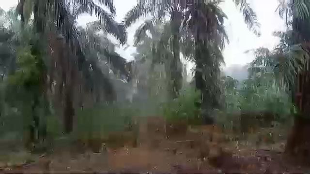 The sound of heavy rain at the beginning of the season will make you fall asleep and focus смотреть онлайн
