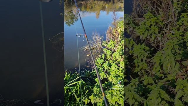 Моя снасть для поверхности БОМБАРДЫ или спирулино смотреть онлайн