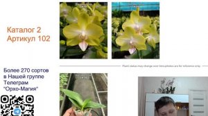 Орхидеи Фаленопсис. Редкие сорта орхидей.
Рассказ об Орхидее Phal. Yellow Miracle.