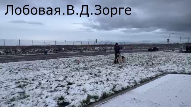 ВЕРНЫЙ ДРУГ ЗОРГЕ ПРК.03.11.24 смотреть онлайн