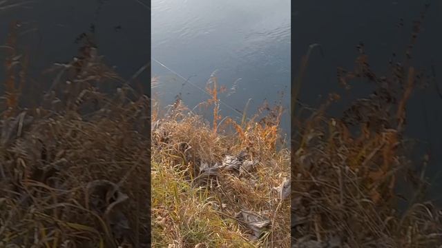 Проверка донок на налима . Рыбалка 2024 . Ловля налима осенью . Рыбалка на налима . В поисках налима смотреть онлайн