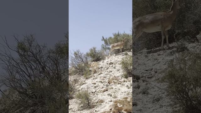 Архары в Бекет-Ата #dreamway #путешествия #travel #отдых #туризм #shortsvideo #shorts #Казахстан смотреть онлайн