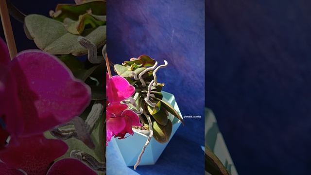 Трилипс Stellenbosch | Орхидея фаленопсис с мутацией листьев 🌱 Домашнее цветение | Обзор смотреть онлайн