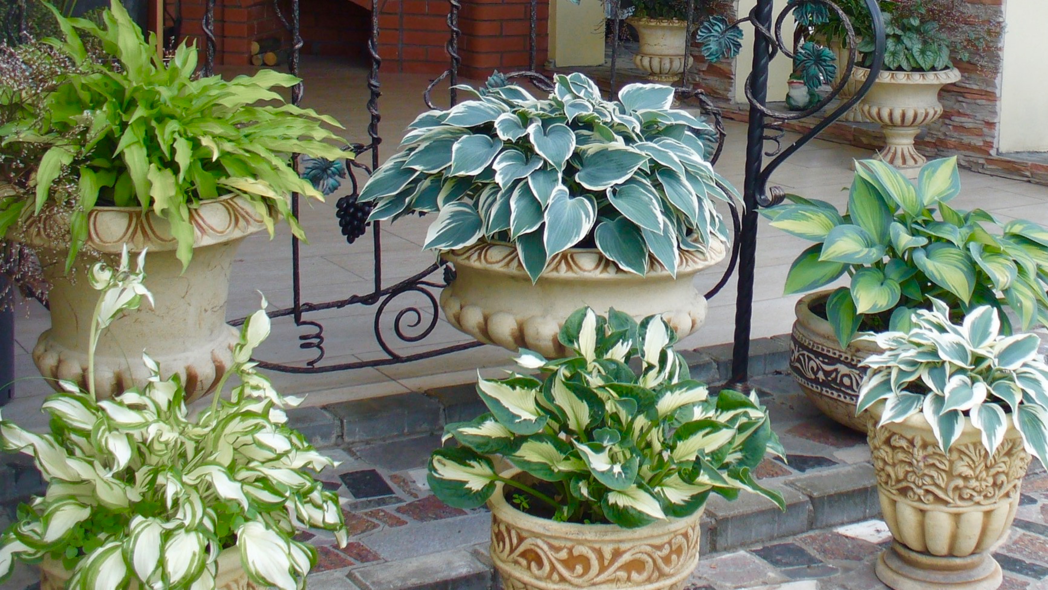 Многолетний контейнерный сад. Какие из многолетних растений можно успешно выращивать в саду. смотреть онлайн