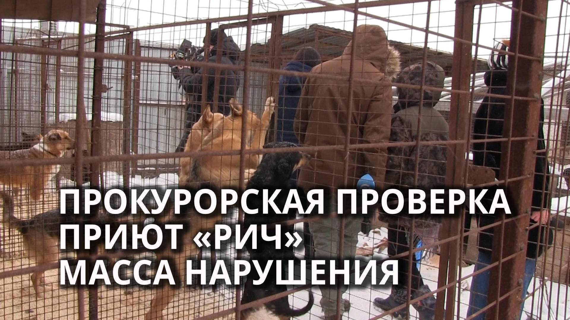 На хозяйку приюта "Рич" завели три дела смотреть онлайн