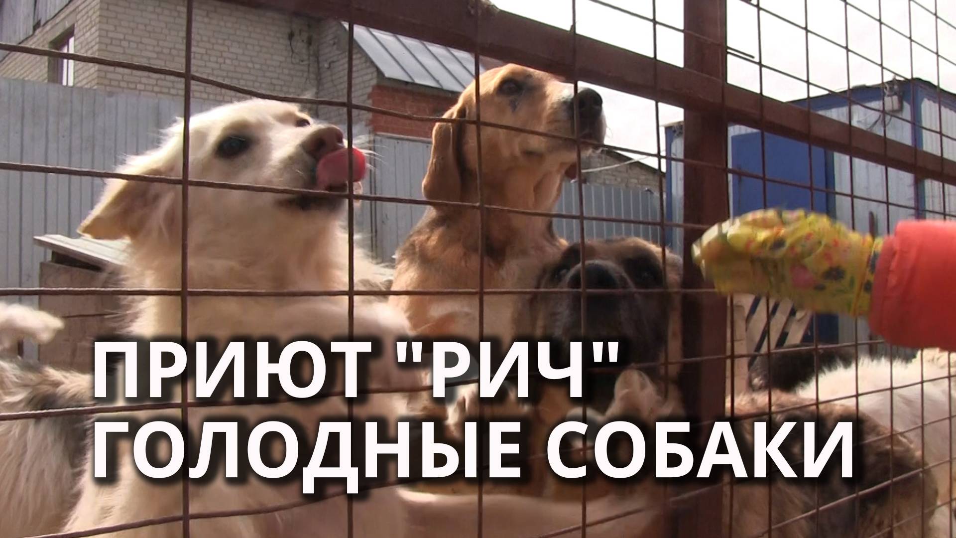 В Саратове приют "Рич" выбрасывает привезенный волонтерами корм смотреть онлайн