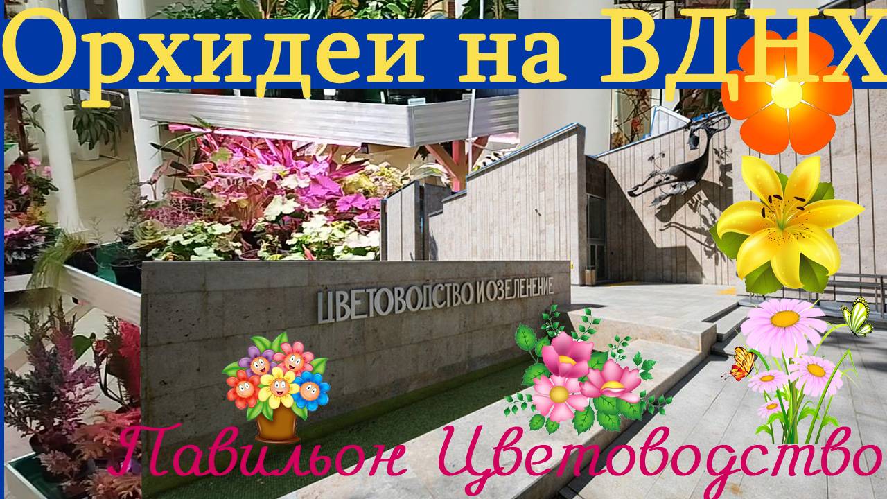 Выставка орхидей в павильоне Цветоводство на ВДНХ+показываю свои цветы