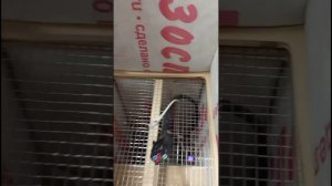 Замер шумомером. L9, L7 Самый тихий в России для квартиры шумбокс Т21 С21 S21 S19 С19 - убиваем шум