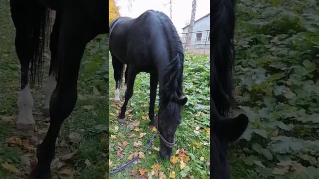 осень_2024-11-06_01-04-58 смотреть онлайн