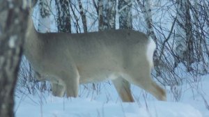 ЧТО БУДЕТ, ЕСЛИ КОРМИТЬ КОСУЛЬ ЗИМОЙ, в лесу