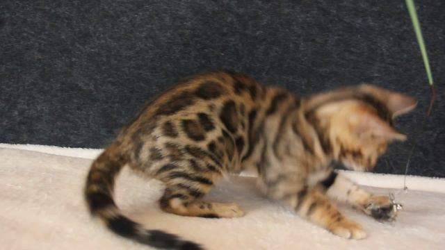 бенгальский котёнок смотреть онлайн