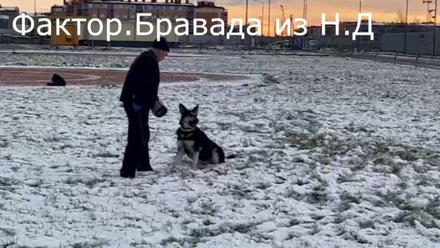 БРАВАДА из Невского Десанта ПРК 03.11.24 смотреть онлайн