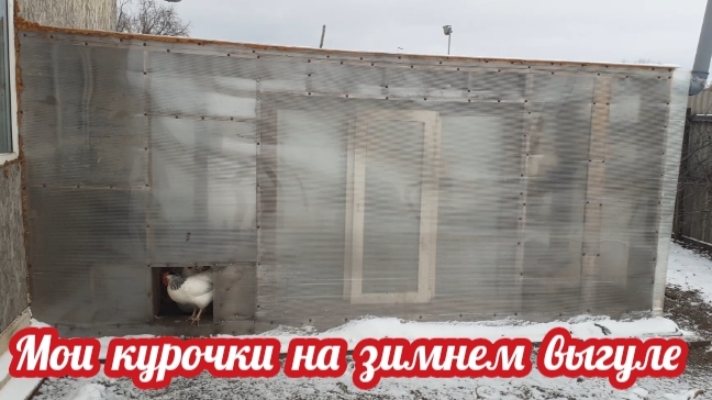 Куриный зимний выгул... смотреть онлайн