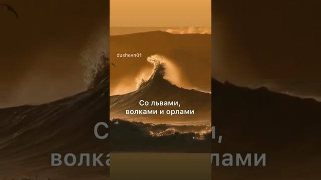 Instagram uchun videolar #цитаты смотреть онлайн