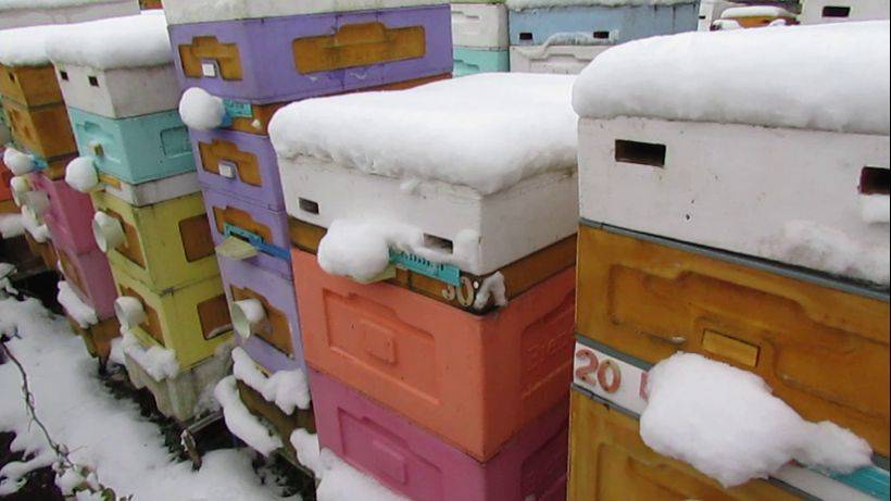 пчеловодство на ячейке 4,9 мм - часть 54, линия дальневосточной пчелы с марта по 5 ноября смотреть онлайн