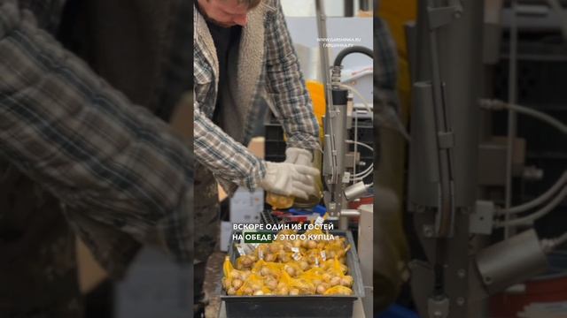 Самые дорогие луковицы