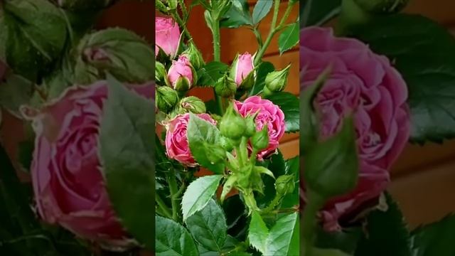 Моё лето. Дмитрий Шлапак смотреть онлайн