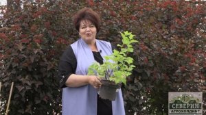 Секреты выращивания и ухода за пузыреплодником: создание яркой живой изгороди