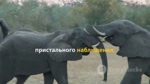 Слоны общаются. Они называют друг друга по имени