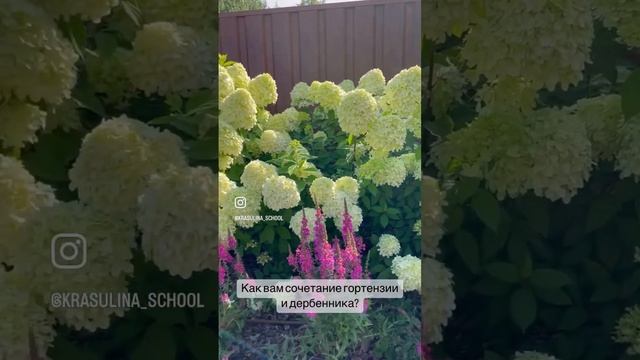 Посадила к гортензии Лаймлайт дербенник Роберт - получилось красивое и яркое сочетание! смотреть онлайн
