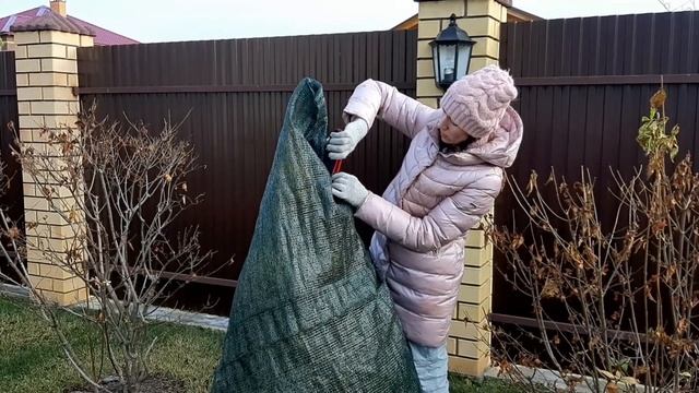 УКРЫВАЕМ ХВОЙНЫЕ смотреть онлайн
