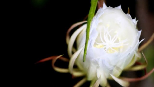 Queen Of The Night - Epiphyllum oxypetalum / Kadupul Flower смотреть онлайн