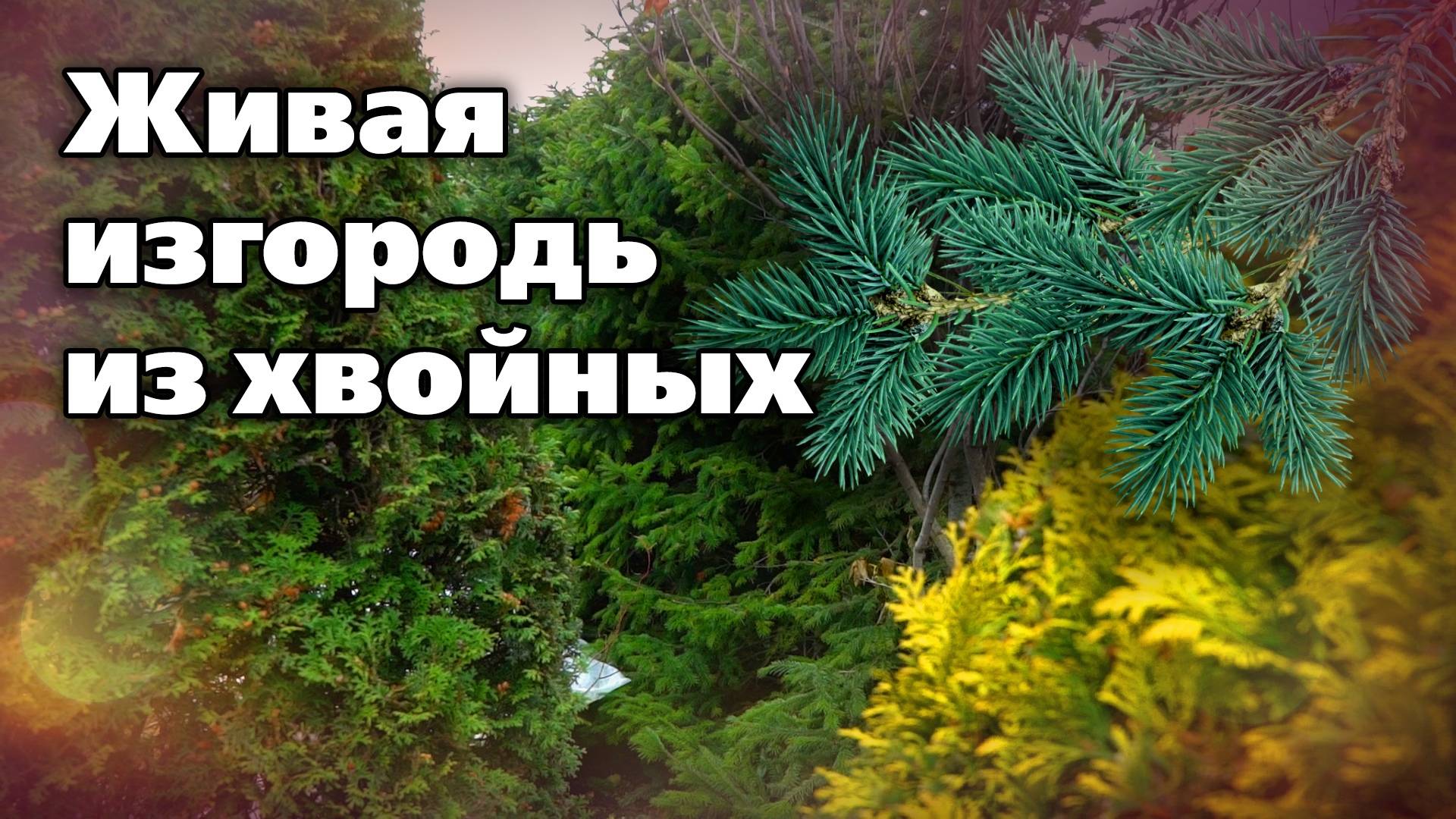 Хвойные в живой изгороди. Выбор культур, плотность посадки, возможные проблемы смотреть онлайн