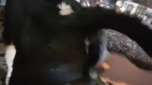 У Телёнока плохой, редкий стул( испорожнение) . Как мыс этим боремся