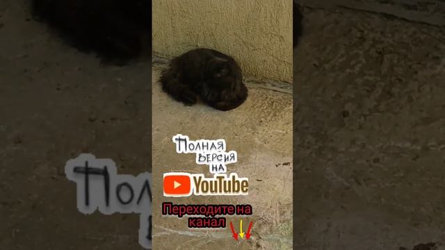 ОТРАВИЛИ КОТА @oksanaNEWLIFE смотреть онлайн