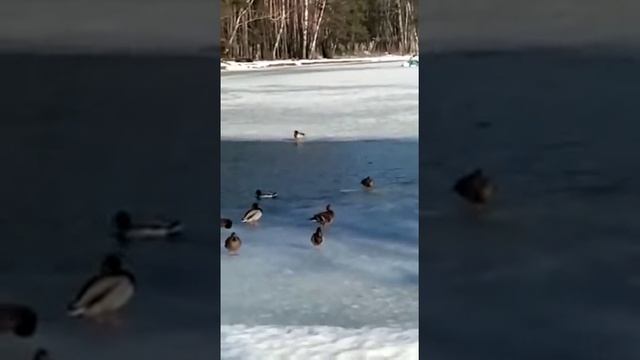 Волшебный и сказочный водоём смотреть онлайн