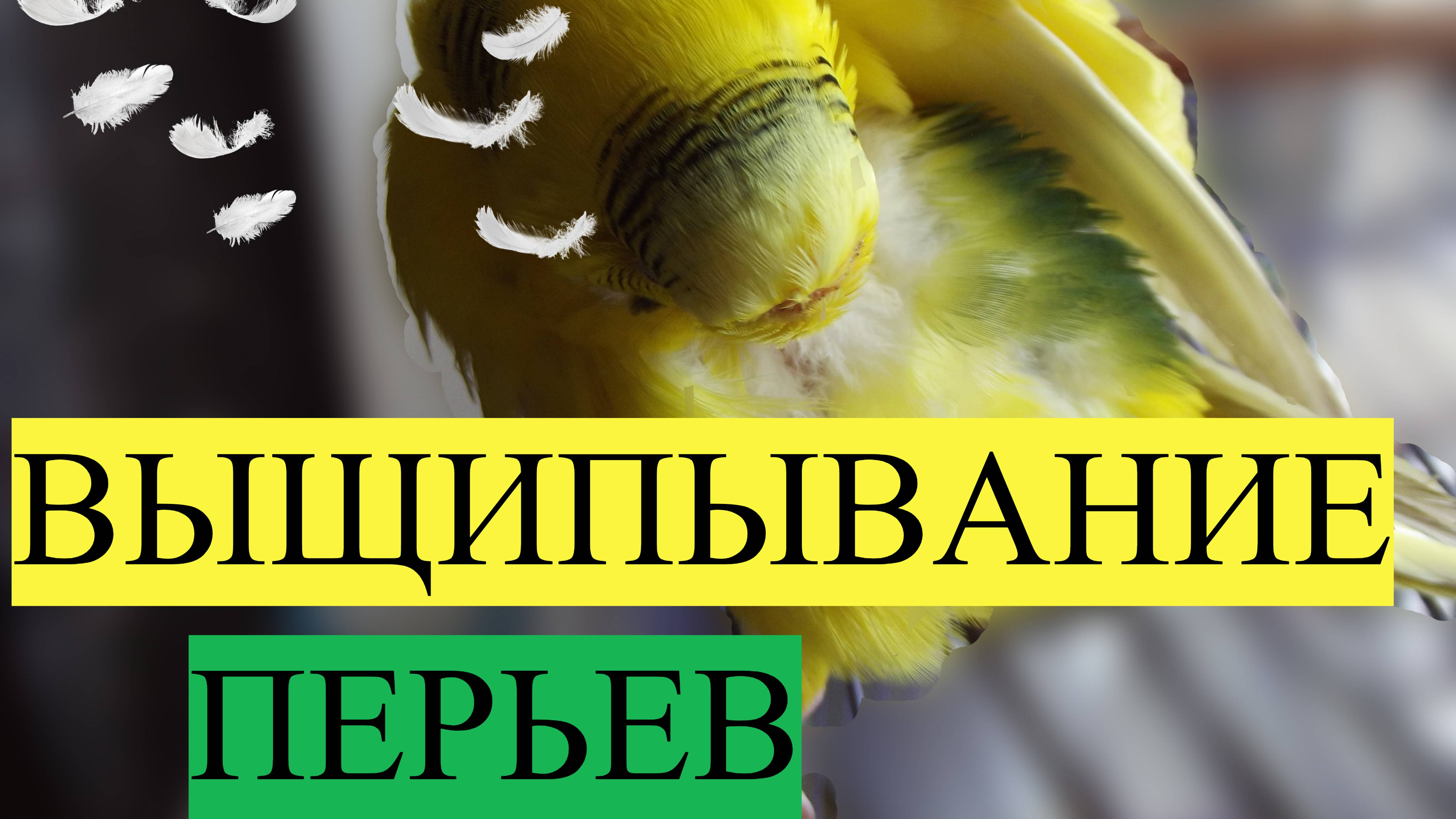 КАК ПОНЯТЬ ВЫЩИПЫВАЕТ ЛИ ПЕРЬЯ ПОПУГАЙ ? ВЫЩИПЫВАНИЕ ПЕРЬЕВ У ПОПУГАЯ, КАК С ЭТИМ СПРАВИТЬСЯ? смотреть онлайн