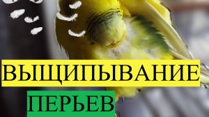 КАК ПОНЯТЬ ВЫЩИПЫВАЕТ ЛИ ПЕРЬЯ ПОПУГАЙ ? ВЫЩИПЫВАНИЕ ПЕРЬЕВ У ПОПУГАЯ, КАК С ЭТИМ СПРАВИТЬСЯ?