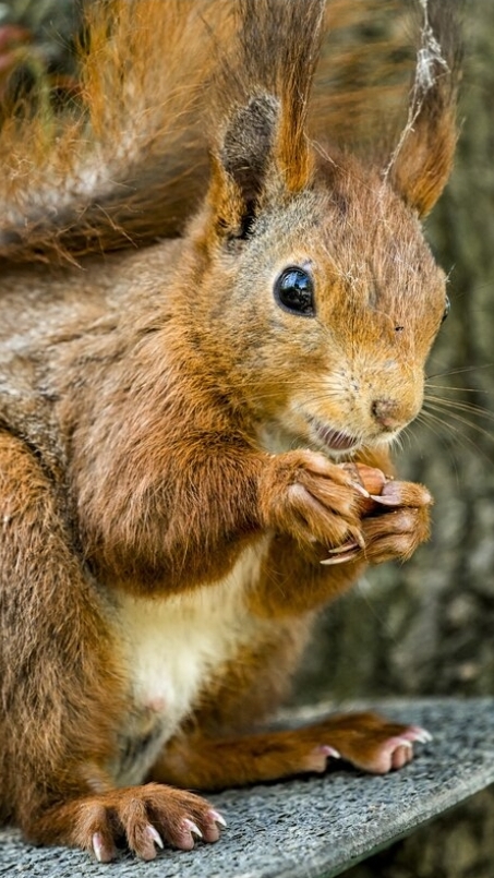 озорная белочка в осеннем лесу 🍁🐿️ #белка #настроение #осень #🍂 #листопад #лес #животные