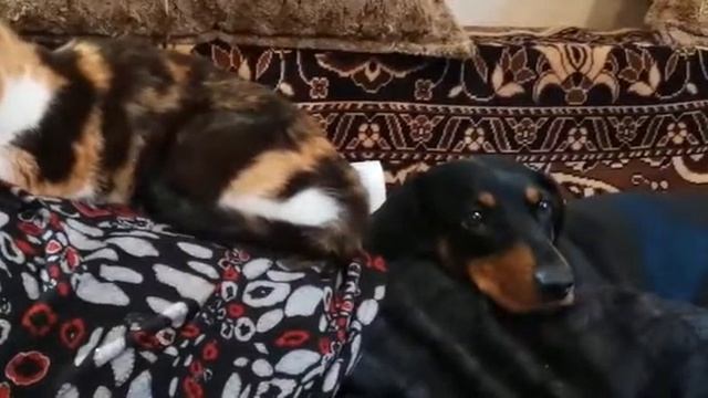 Красивая кошечка Люся, и собачка Тануки. Отдыхают. смотреть онлайн