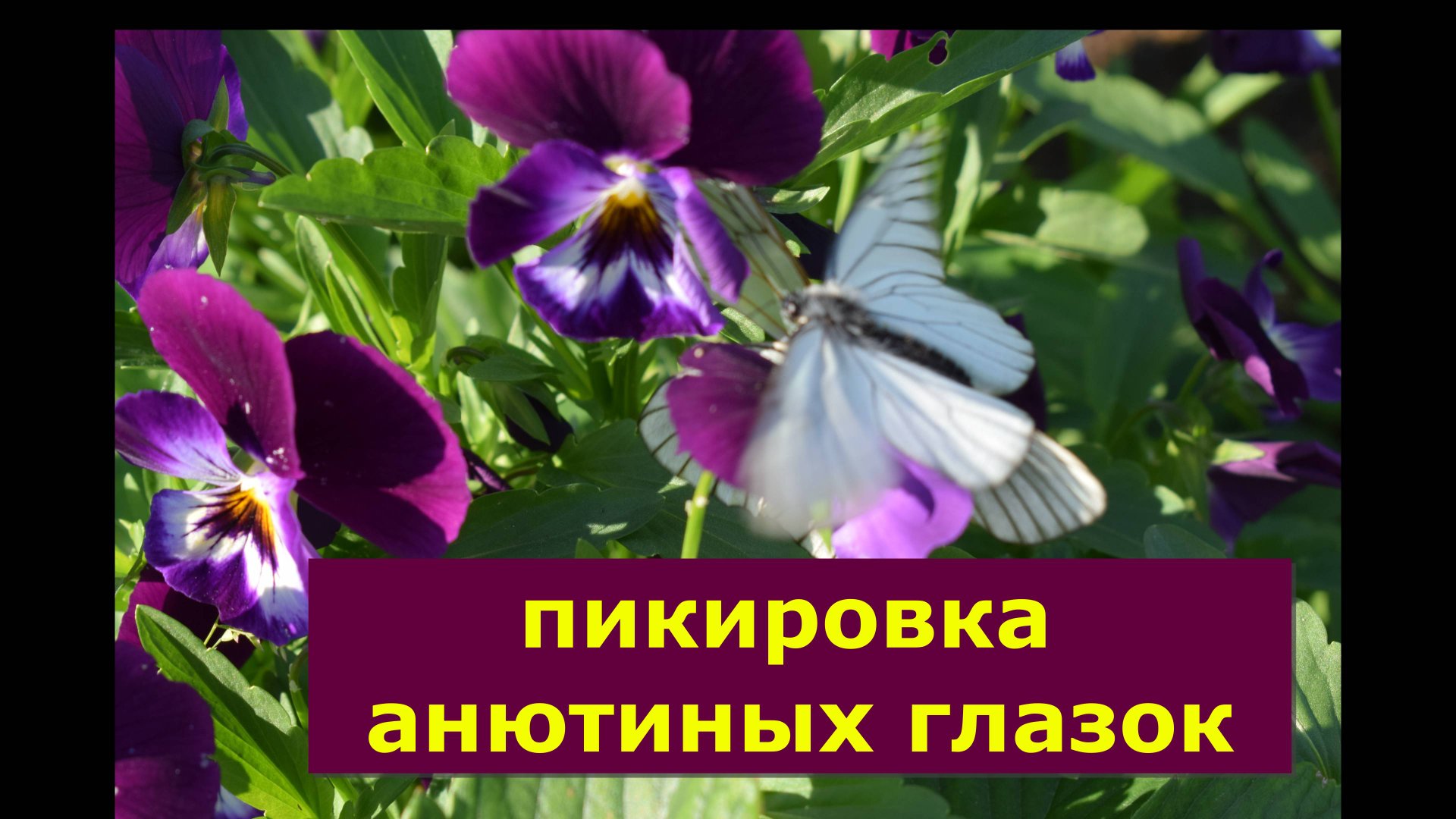 Пикировка Анютиных глазок смотреть онлайн