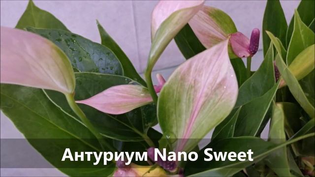 Миниатюрный, многоцветковый красавчик, антуриум Nano Sweet смотреть онлайн