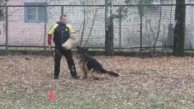 7.  выражено/перв VARVARA ARBEIT*S ARISTOKRATEN (San-Rathelle Eurostar – Bior Arbeit's Aristokraten)