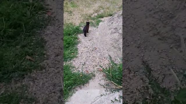 пошел.. пошел.. @oksanaNEWLIFE смотреть онлайн