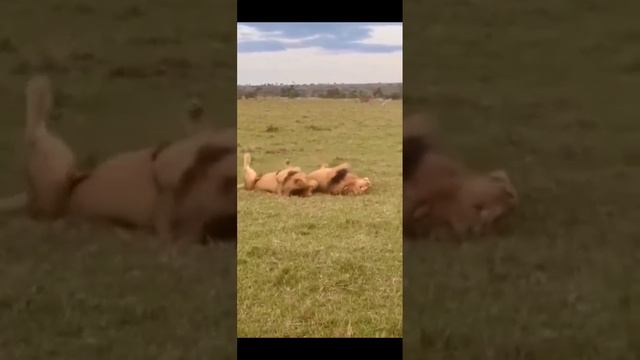 Прикольные видео с животными. смотреть онлайн