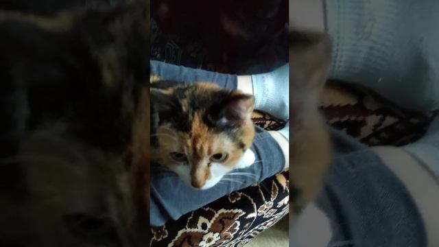 Люся и Тануки внимательно ... слушают смотреть онлайн