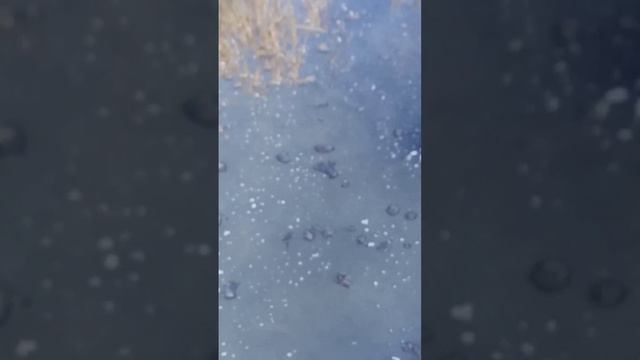 Даги, Горячие ключи,Сахалин 6 ноября 2024 года. смотреть онлайн