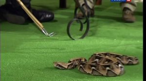 В мире животных с Николаем Дроздовым 2012 г Выпуск - 15