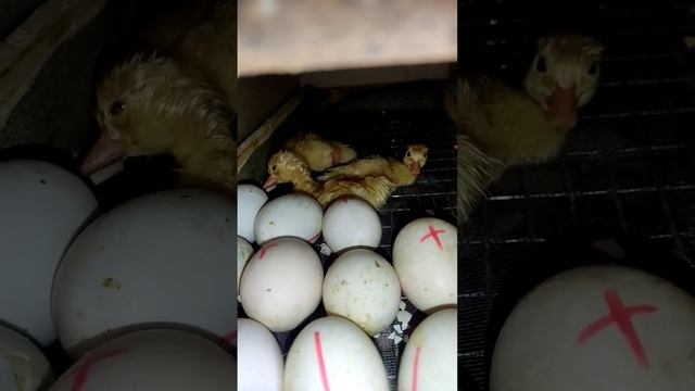 Вылупились детенышы смотреть онлайн